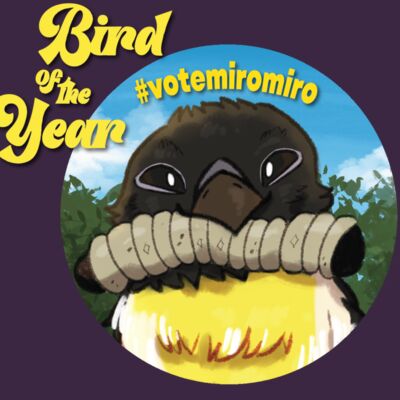 Bird of the Year Thumbnail